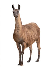Fototapeta premium Wild guanaco standing and looking forward isolated on white background.