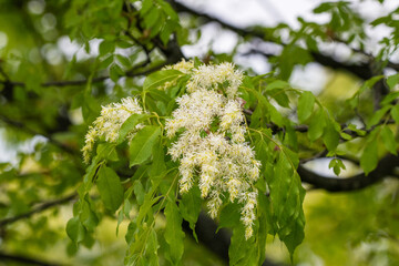 delicate, fluffy white flower clusters blooming on a manna ash tree amidst vibrant green leaves. © Andrey