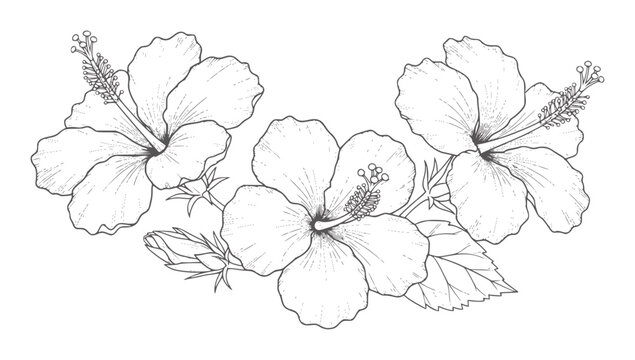 Black and white line of three hibiscus flowers and a bud floral botanical