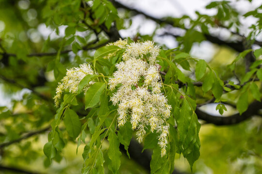 delicate, fluffy white flower clusters blooming on a manna ash tree amidst vibrant green leaves.