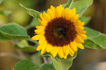 Obraz premium Close up of a vibrant yellow sunflower blooming with lush green leaves in the background. Beautiful natural macro photography representing summer, vitality, and floral elegance. 