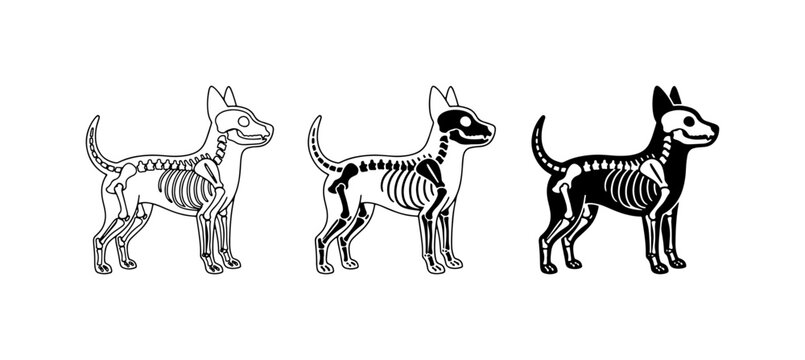 Dog Skeleton Anatomy Vector Set, Canine Bone Structure Illustrations, Veterinary Medical Diagrams, Black and White Animal Science Graphics