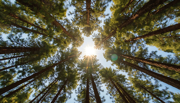 bottom view in a pine forest