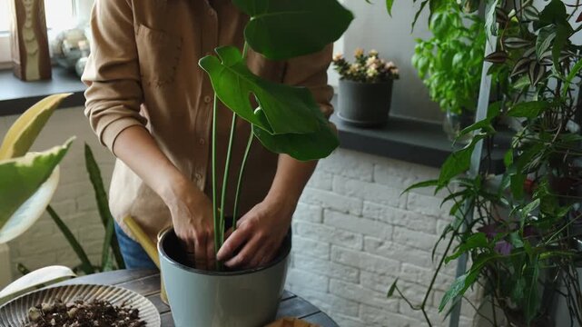 Home gardening. Woman replanting monstera houseplant
