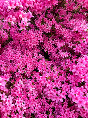 Fototapeta premium pink flowers background