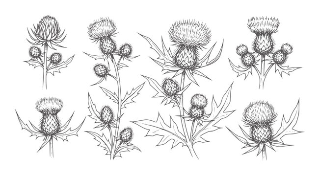 Hand drawn thistle plants with spiky leaves and flower heads botanical nature