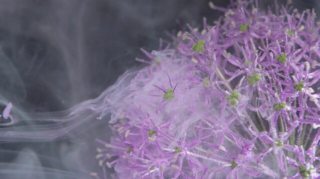 Close petal texture with smoky fog tight macro of purple allium edge interacting with translucent ink fog, tiny green buds and intricate stems
