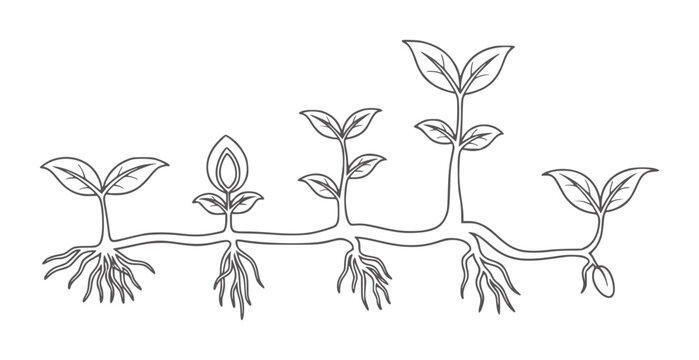 Line of plant growth stages from seedling to plant sprout leaves