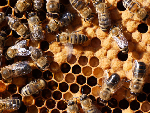 Drones aDrones and bees on a hive frame. 
The appearance of a large number of drones may indicate that the colony is preparing to swarm. 
nd bees on a hive frame.