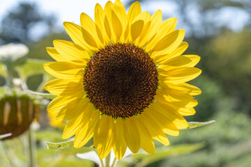 Obraz premium Close up of a large vibrant sunflower head blooming in the sun. Beautiful natural texture of yellow petals and seeds for summer botanical background.