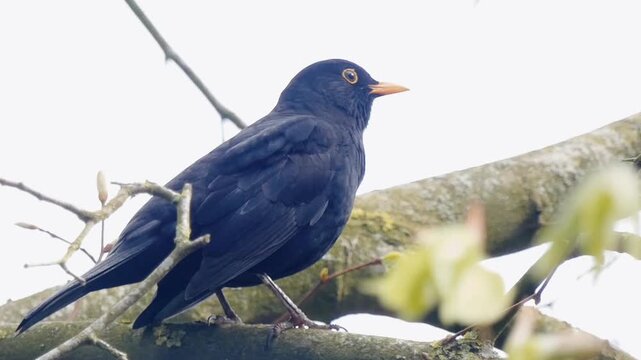 A male blackbird sings in a tree. It's plumage is glossy and black. It's beak is yellow and it's eyes are bright. The bird's song is rich and flutey.