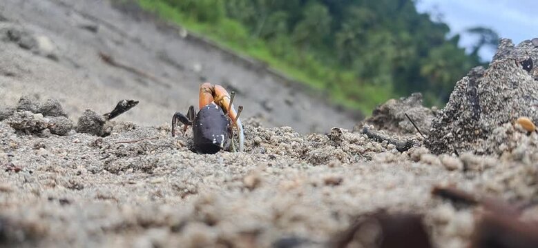 Fiddler Crab of Galathea Bay in Great Nicobar Island