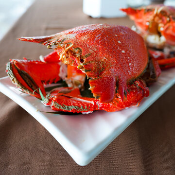 A cooked Spanner Crab (also known as a Red Frog Crab or Kona Crab)