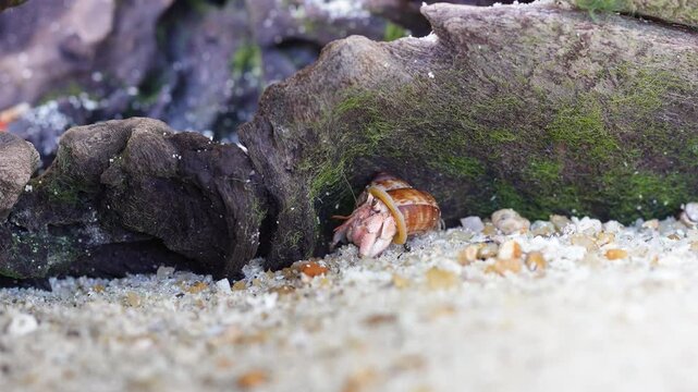 A tiny hermit crab in a colorful shell is walking on fine white sand and natural lighting. Animal in nature footage scene with selective focus.