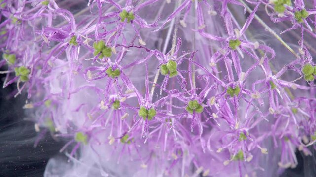 Greencentered allium macro with ink extreme macro reveal of tiny green buds and radial filaments interacting with translucent ink plumes, high detail