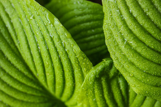 Beautiful green hosta leaves as background, closeup