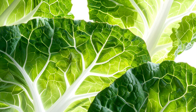 Close-up of vibrant green cabbage leaves with intricate vein patterns.