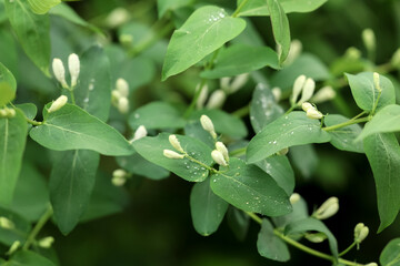 Fototapeta premium Beautiful blooming white bush honeysuckle with green leaves as background, closeup