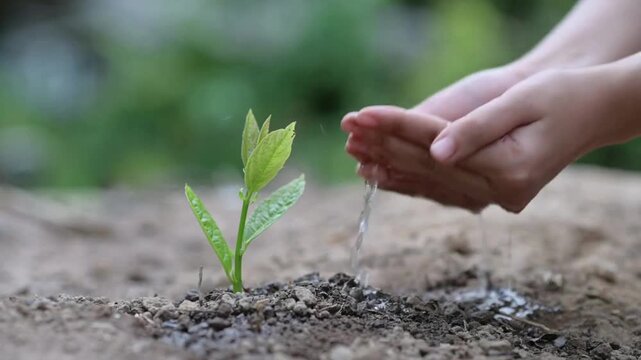 Female hand drip watering small green sprout in fertile soil. Woman watering young plant from palms. Green seedling in soil. Sprouted seed in fertile soil.