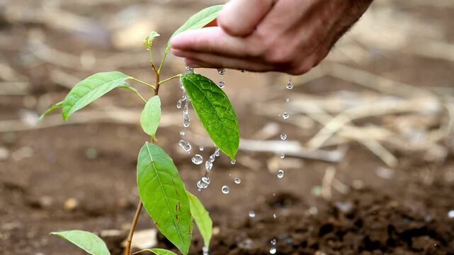 The concept of human care for the planet and nature. Seedling put down into fertile soil and corrected by pressing soil with hands. Growth of a plant.