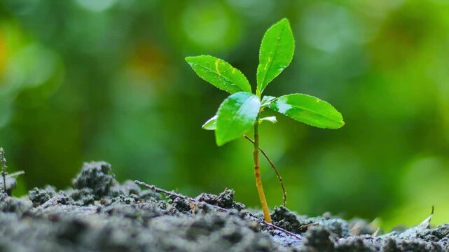 Green seedling in soil on background of sunset. Sprouted seed in fertile soil. The concept of human care for the planet and nature. Growth of a plant.