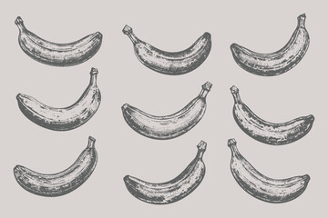 Vintage Banana illustration. grunge Retro engraving style Original Banana vector set. © SAGOR