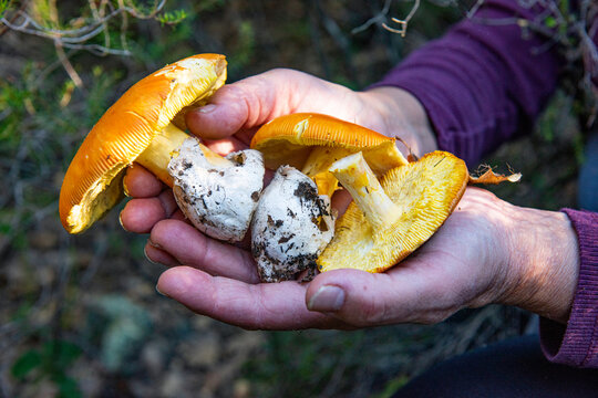 Hands holding freshly harvested amanita caesarea mushrooms