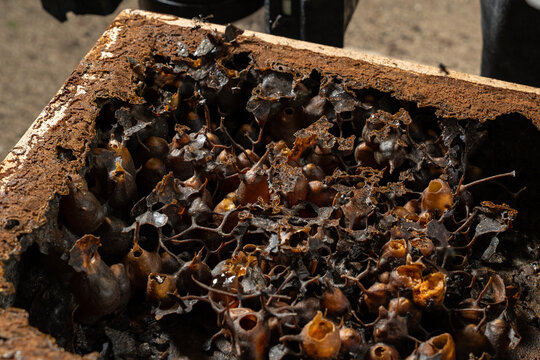 nside a Stingless Bee Hive