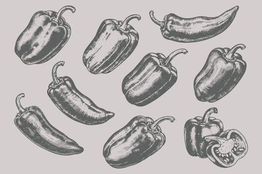detailed hand drawn chili and bell pepper illustrations in vintage engraving woodcut etching style. grunge Retro chili set