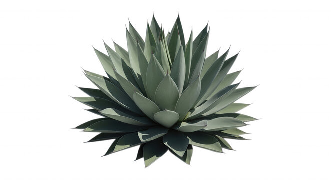 A single, symmetrical agave plant with sharp, pointed, pale green leaves arranged in a dense, radial rosette pattern against a solid black