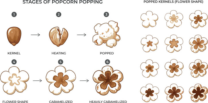 Stages of Popcorn Popping and Popped Kernels Shape Illustration, from Kernel to Caramelized Popcorn Designs for Food Process Diagrams and Educational Material