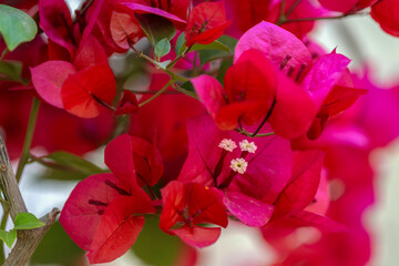 Gros plan sur le feuillage coloré et les fleurs d'un bougainvillier © PPJ