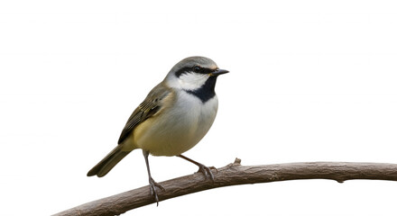 Obraz premium A small songbird with a black throat patch, white eyebrow, and olive brown wings perched on a thin wooden branch against a solid black background