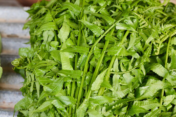 Fresh green pakis fern vegetable close-up © Anucha
