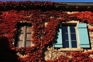 Obraz premium Stone building wall covered with bright red ivy leaves. Two windows visible, one with wooden frame, other with blue shutters. Clear blue sky above.