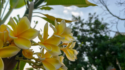 Obraz premium Yellow and White Frangipani Flowers Blooming in Tropical Garden for Wellness and Natural Beauty Concept
