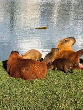 capivaras grupo parque barigui curitiba 