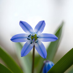 Fototapeta premium Closeup of a vibrant blue flower with six petals in full bloom 1.