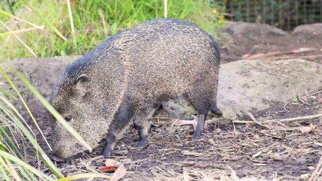 Wild peccary forages for food in dry dirt and grass, moving its head slowly.