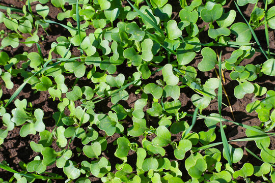 Young bright green radish sprouts grow densely from moist black soil in a sunny garden bed. Fresh seedlings with heart-shaped leaves symbolize the start of the gardening season, promising a rich harve