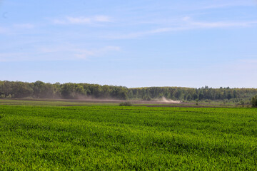 Fototapeta premium A wide field of bright green winter crops borders an area undergoing active agricultural soil cultivation under a sunny sky. A forest line is visible through the summer haze on the horizon, creating a