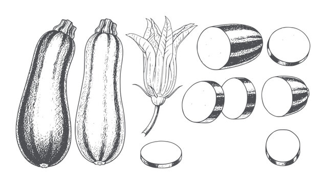 Hand drawn zucchini whole sliced and flower squash vegetable food healthy