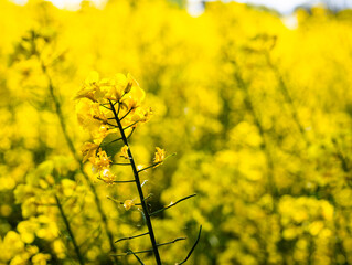 Obraz premium Bright yellow canola rapeseed flowers blooming in agricultural field during spring season
