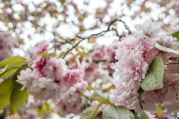 Fototapeta premium Blooming Shiogama Sakura cherry blossoms in rainy day with raindrops.