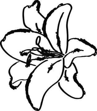 Lily Flower Hand Drawn Line Art, Ink Stroke Floral Sketch Illustration