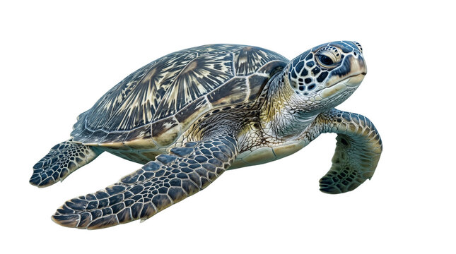 green sea turtle swimming underwater with detailed shell texture in natural ocean habitat