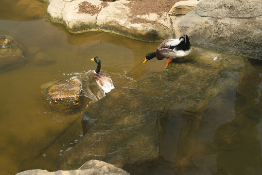  Two ducks are playing in the water