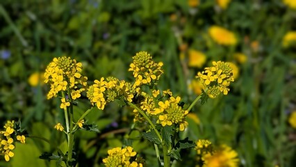 Fototapeta premium Close-up of yellow Barbarea vulgaris flowers in a field on a sunny day