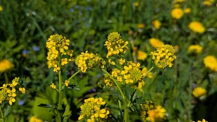Obraz premium Wild winter cress flowers blooming in a sunny spring meadow