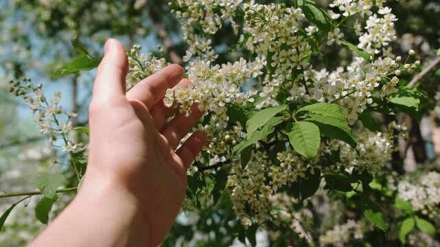 Springtime. Harmony with nature concept. Female hand touching bird cherry flowers.